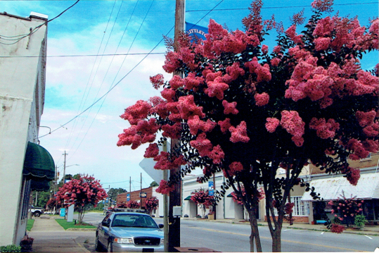 Crepe Myrtles on Main Street